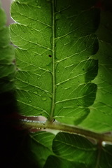 Christella ensifera