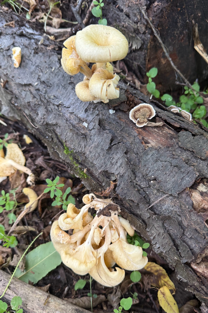 Golden Oyster Mushroom · September 2026 · photo: Photo: (c) Cole Wolf, some rights reserved (CC BY) · iNaturalist