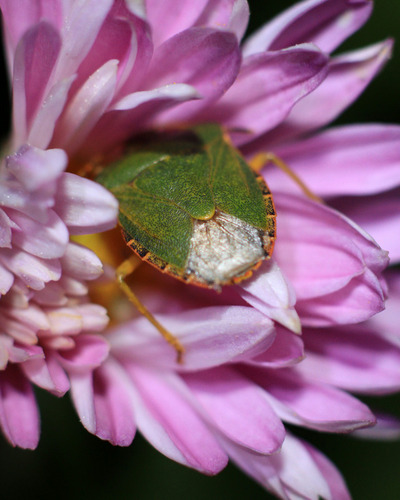 Green Shield Bug