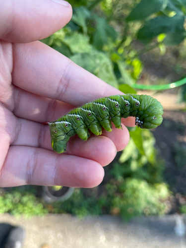 Carolina Sphinx