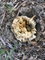 Cortinarius sublargus