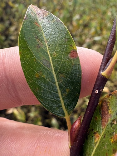 iNaturalist observation photo of Willows