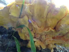 Laetiporus sulphureus