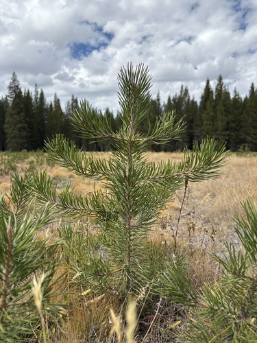iNaturalist observation photo of Sierra Lodgepole Pine