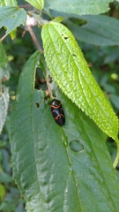Okiscarta uchidae