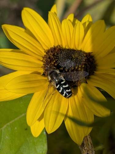 White-bowed Smoothwing
