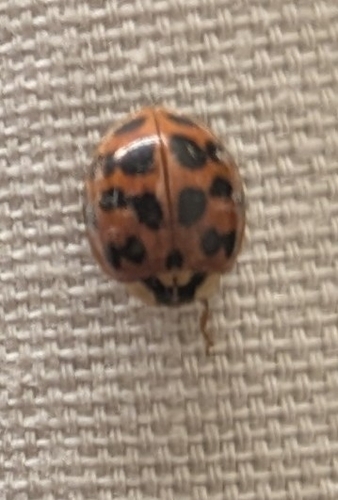 Asian Lady Beetle