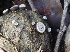 Poronia erici
