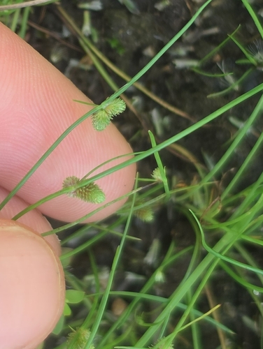 Small-Flower Halfchaff Sedge