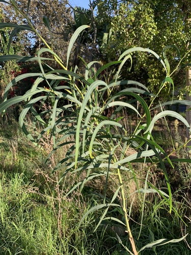 Acacia saligna
