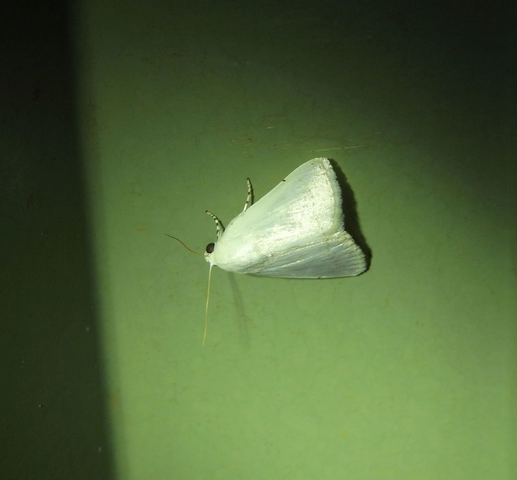 Chasmina tenuilinea