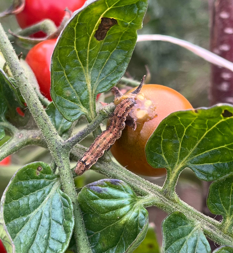 Cotton Bollworm Moth