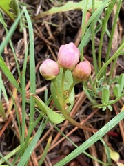 Claytonia lanceolata