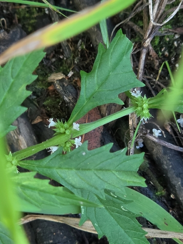 American bugleweed