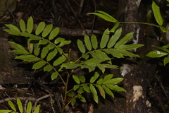 Austrosteenisia glabristyla