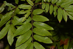 Austrosteenisia glabristyla