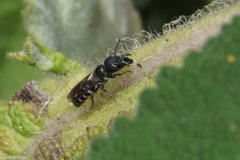 Protosmia rubifloris