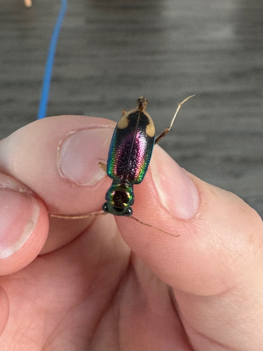 Carolina Metallic Tiger Beetle