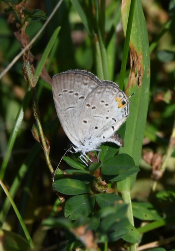 Eastern Tailed-Blue