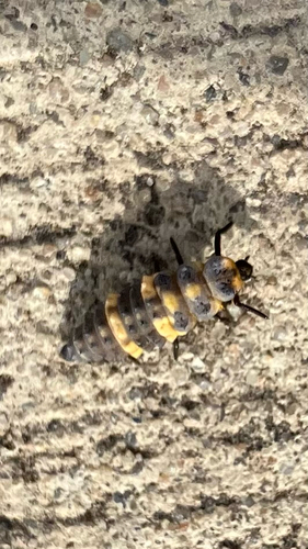 Small Transverse Ladybird Beetle