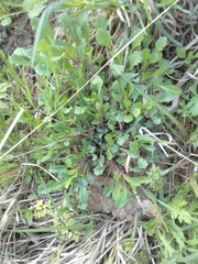 Leucanthemum vulgare