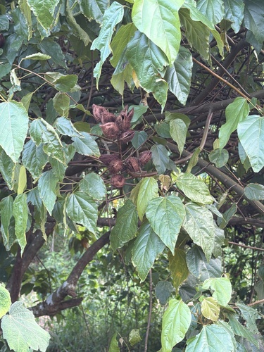 Lipsticktree