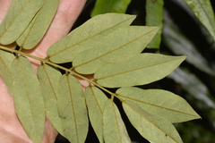 Austrosteenisia glabristyla