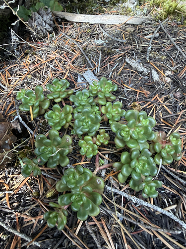 Sedum oreganum