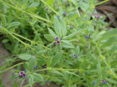 Asperugo procumbens