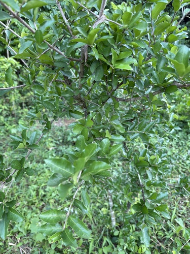 Acerola