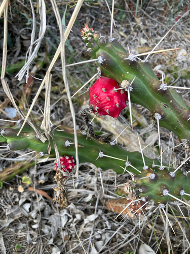Moon Cactus