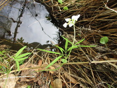 Cardamine trifida