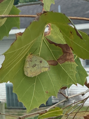 Large Orange Sulphur