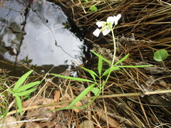 Cardamine trifida