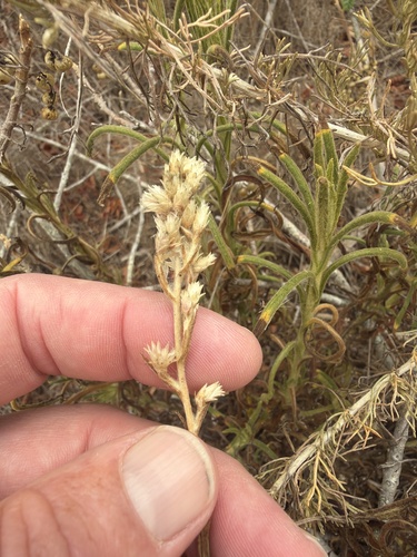Pseudognaphalium ramosissimum, 2026-09-11