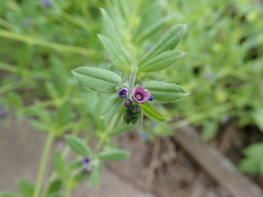 Asperugo procumbens