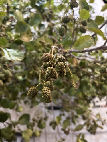 Iberian Alder