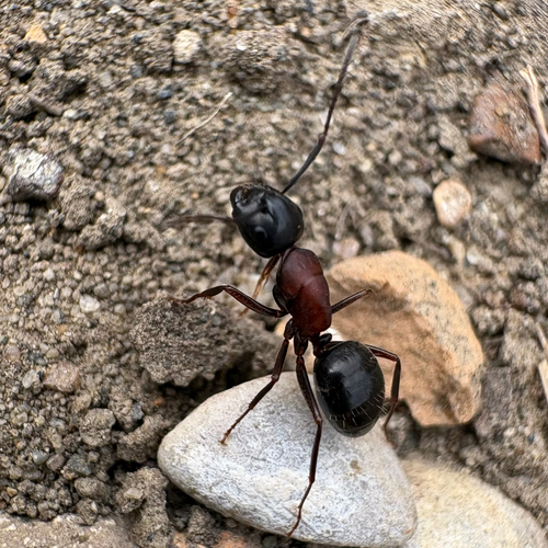New York Carpenter Ant
