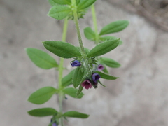 Asperugo procumbens