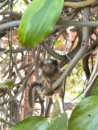 Black-tufted-ear Marmoset