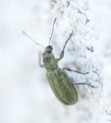 Pachyrhinus lethierryi
