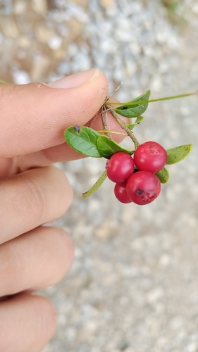 Lingonberry