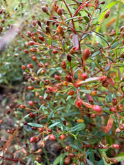 Lechea racemulosa