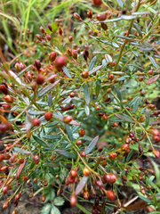 Lechea racemulosa, photograph (c) David Murr, some rights reserved (CC BY)