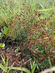 Lechea racemulosa, photograph (c) David Murr, some rights reserved (CC BY)