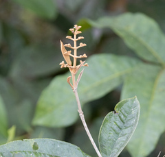 Miconia albicans