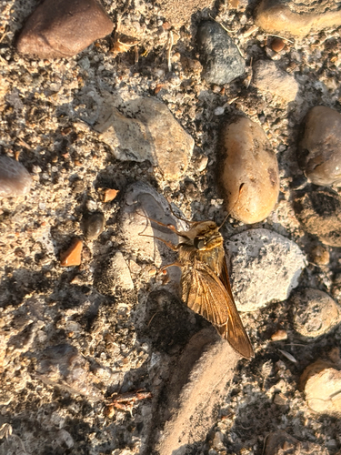 Huron Skipper
