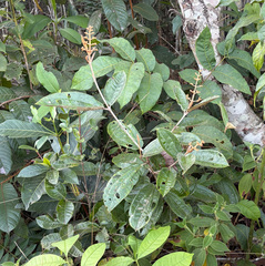 Miconia albicans, photograph (c) avocat, some rights reserved (CC BY)