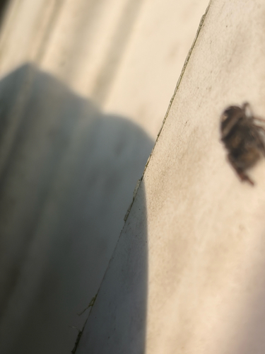 Bold Jumping Spider