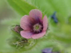 Asperugo procumbens